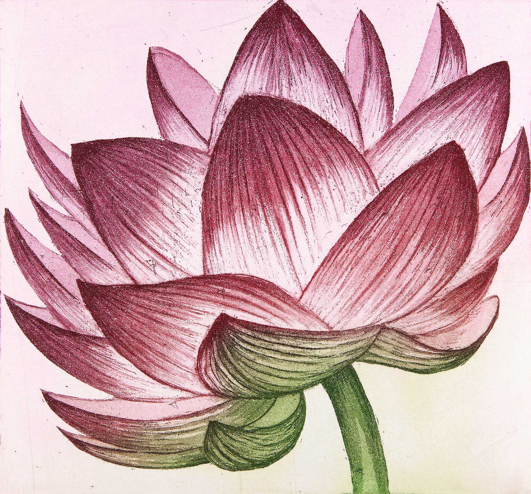 'Lotus' by Morna Rhys